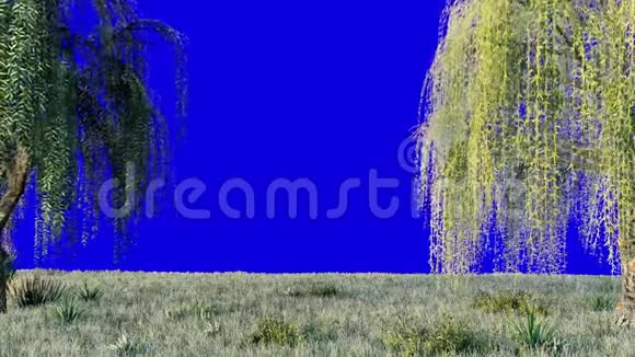 树枝上挂着绿叶的垂柳和树叶在风中飘扬在蓝色的屏幕前装载视频的预览图
