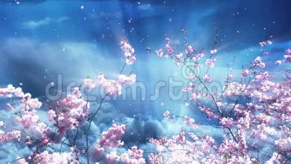 樱花树和蓝天视频的预览图