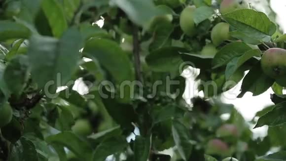 苹果树枝上的苹果视频的预览图