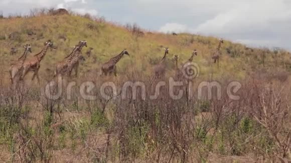 一群长颈鹿正在裹尸布上行走视频的预览图