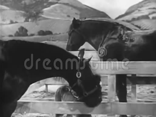 两匹马和一匹马驹视频的预览图