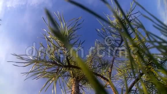阳光明媚的一天一棵松树顶着天空视频的预览图