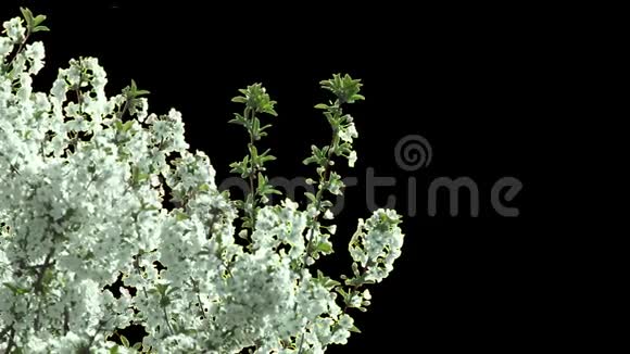 樱花树的孤立枝白花视频的预览图