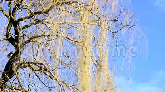 巴比伦柳树巴比伦在风中视频的预览图