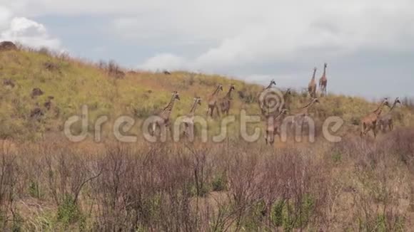 一群长颈鹿正在裹尸布上行走视频的预览图