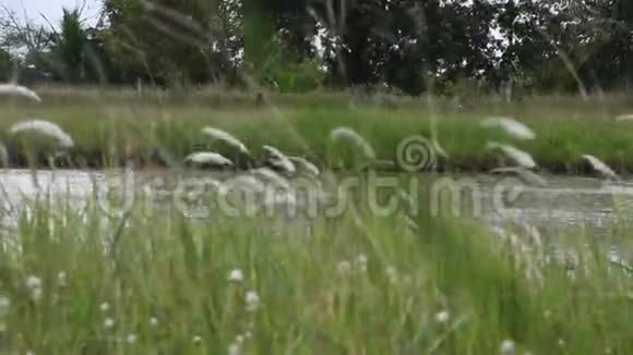 农村运河旁草花运动视频的预览图