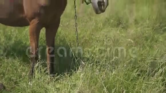 马在田里农场动物系列马在农村保持放松视频的预览图