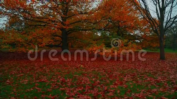 秋天的树落叶视频的预览图