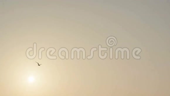 日落时海鸥在海面上空盘旋视频的预览图