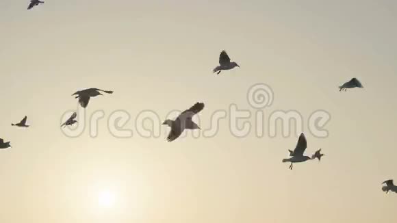 沙漠萼片天空中的鸟类橙色的夕阳天空视频的预览图