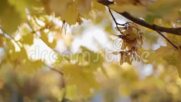 秋天的黄叶枫视频的预览图