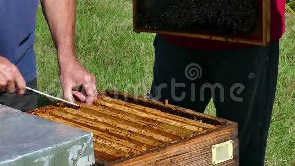 一群蜜蜂的蜂巢视频的预览图