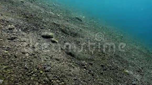 藏在海底的比目鱼视频的预览图