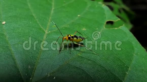 刺客虫甲虫吃幼虫视频的预览图