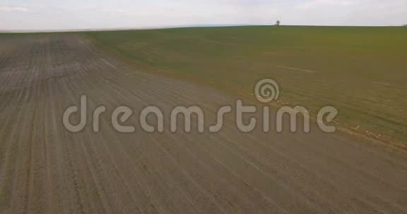 空中景色田野中央的孤独树背景视频的预览图