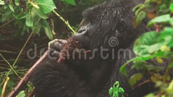 山地大猩猩在森林中近距离觅食视频的预览图