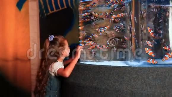 小女孩看着热带鱼在水池里游泳视频的预览图