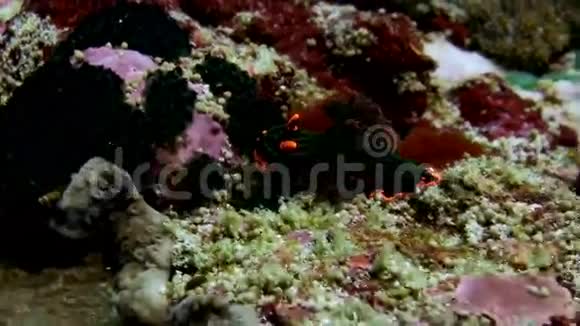带粉红色斑点的黑色裸鳃海视频的预览图