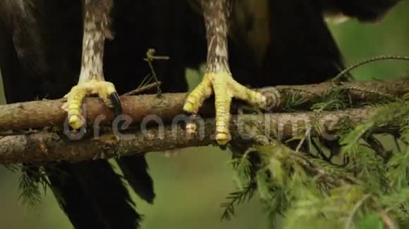特写的鸟尖脚的宏观画面它坐在树林的松树枝上视频的预览图