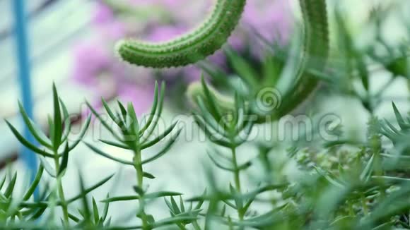 植物园中小装饰仙人掌视频的预览图