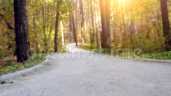 一路进入秋天的森林3840x2160视频的预览图
