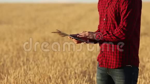 在农业中使用现代技术的智能农业农民用手触摸数字平板电脑显示器视频的预览图