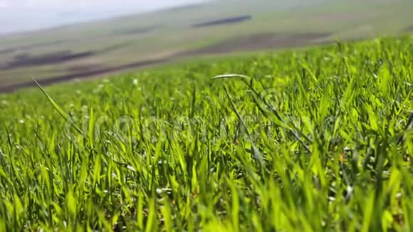夏天草地上嫩绿多汁的草在风中扎得紧紧地贴在眼前视频的预览图