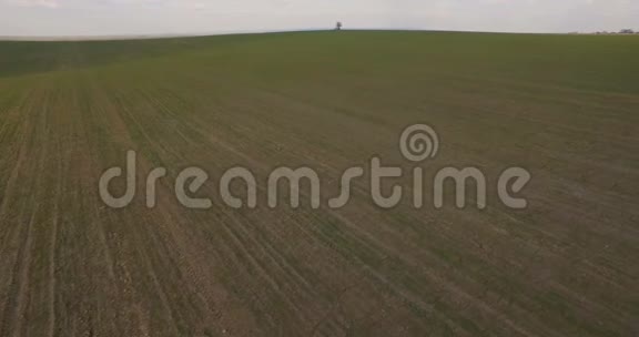 空中景色田野中央的孤独树背景视频的预览图