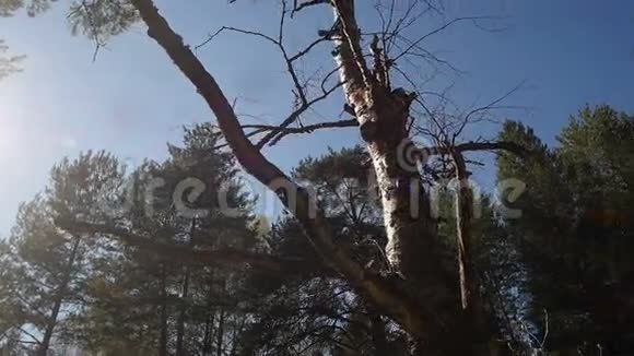 一棵强壮有力的树立在森林里视频的预览图