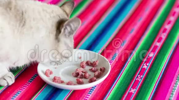 家猫在五颜六色的餐桌上吃白菜的鲜肉视频的预览图