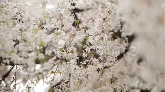 果树白色花朵的俯视图视频的预览图