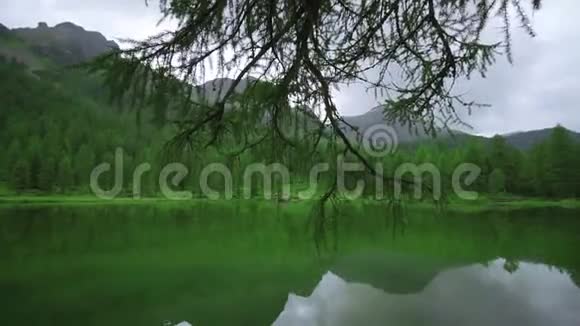 山湖上的绿树视频的预览图
