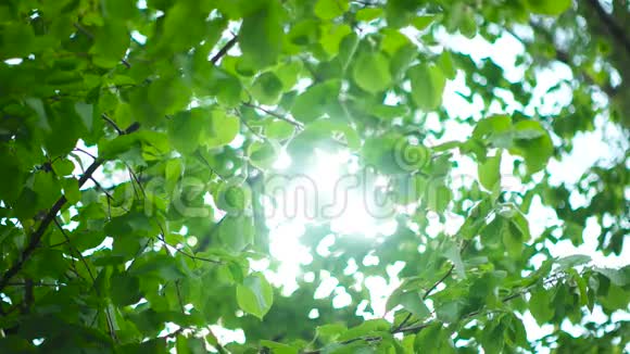 美丽的太阳照耀着绿树绿叶视频的预览图