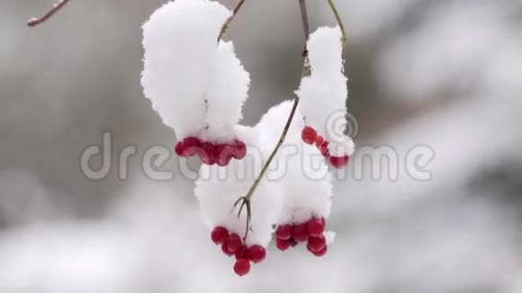 冬天的葡萄干雪格尔德罗斯挂在一根树枝上下午雪中的玫瑰视频的预览图