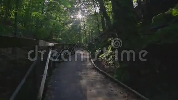 林中有栏杆的小径视频的预览图