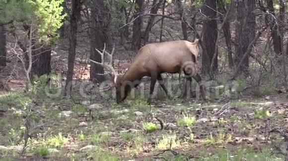 公牛麋鹿在森林喂养视频的预览图