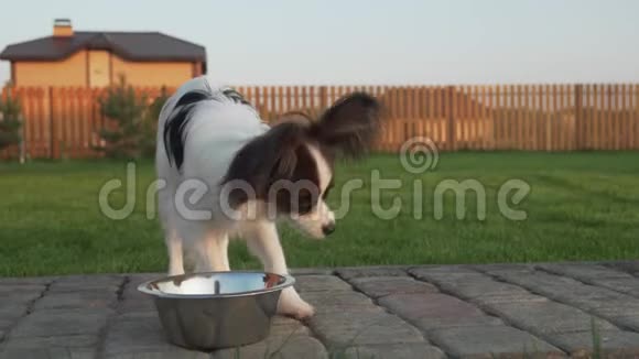 帕皮龙大陆玩具斯皮尔小狗吃干粮在乡村情节股票视频视频的预览图