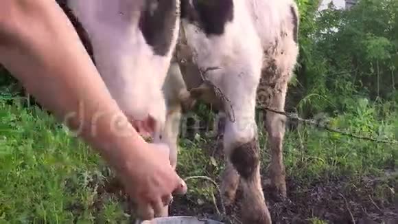 小牛从桶里喝脏水视频的预览图