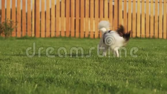 Papillon大陆玩具Spaniel小狗在绿色草坪上玩长毛绒老鼠股票录像视频的预览图