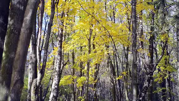 十月金色森林景观视频的预览图