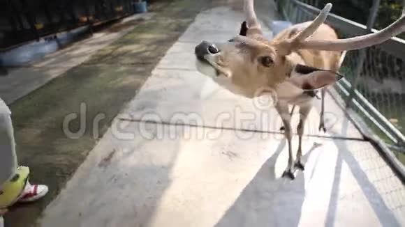 公园里喂鹿的小女孩视频的预览图