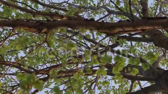 夏天下午树枝上的绿叶视频的预览图