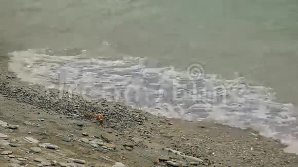 波浪正向岸边飞溅小鸟在小石子上跳跃视频的预览图