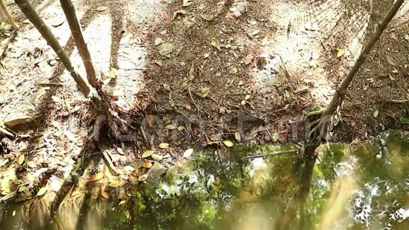 红树林和咸水池塘的金秋视频的预览图