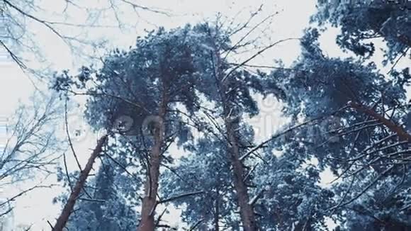 在森林里慢慢飘落的雪景针叶树自然冬天天气视频的预览图