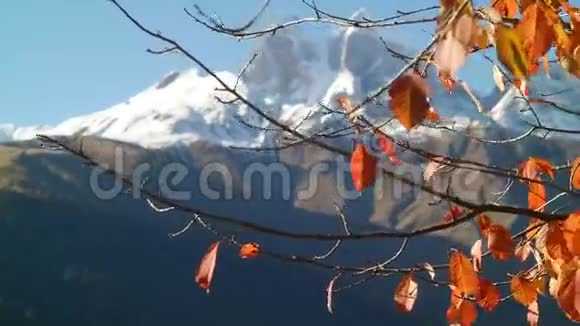 雪山背景上的红叶视频的预览图