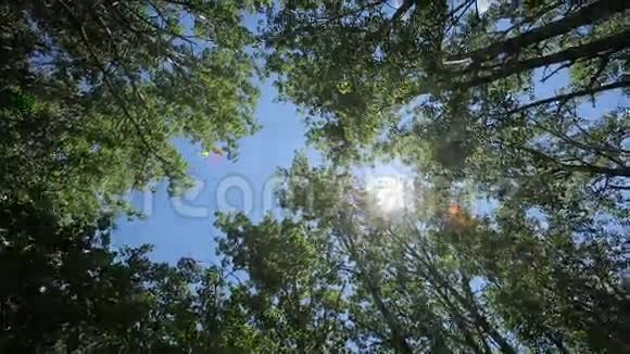 垂直树木天空太阳旋转视频的预览图
