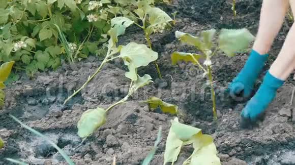 女手戴蓝手套种植茄子幼苗视频的预览图