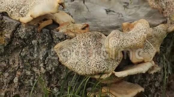 蘑菇树草变焦视频的预览图
