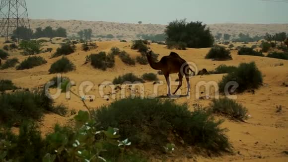 一群骆驼在阿拉伯联合酋长国的沙漠里放牧视频的预览图